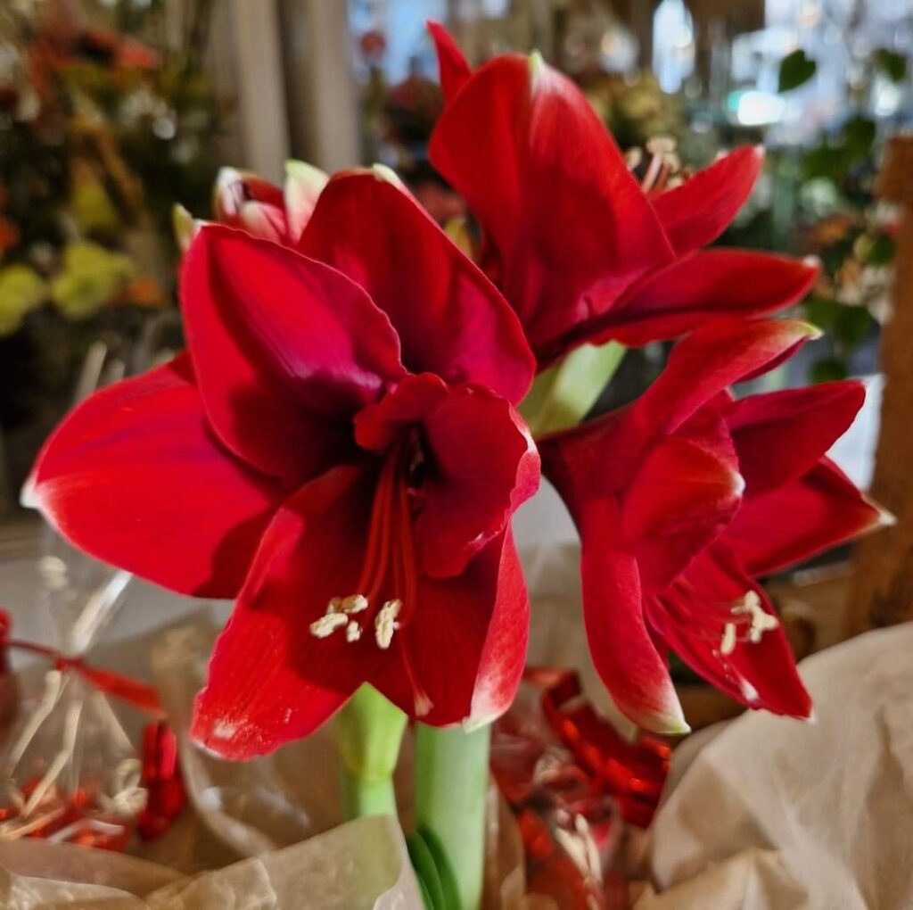 Amaryllis Junsele blomsterbutik