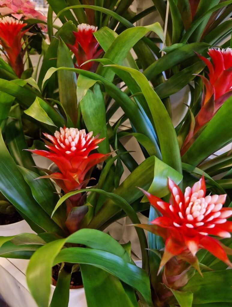 guzmania 